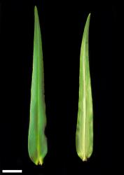 Veronica tairawhiti. Leaf surfaces, adaxial (left) and abaxial (right). Scale = 10 mm.
 Image: W.M. Malcolm © Te Papa CC-BY-NC 3.0 NZ